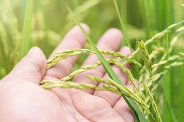 Hand holding fresh yellow green rice with nature green rice field background.