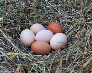 Hen's eggs in the hay nest