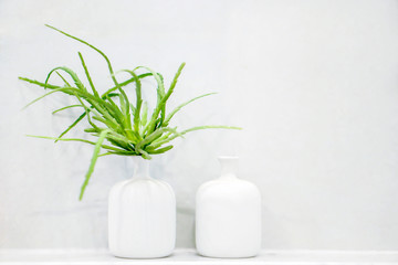 Green plant in white vases put on white mortar shelf front of white mortar wall in the toilet.