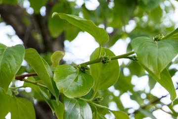 Green leaves of a fruit tree. Floral background