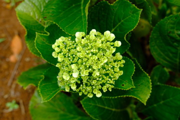 top view of green yellow hydrangea macrophylla (Thunb.) Ser flower