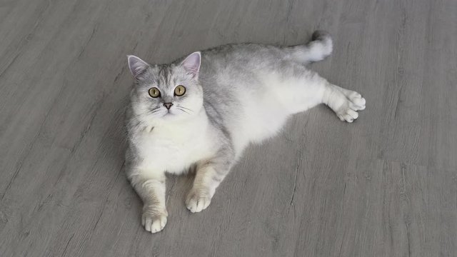 White-gray cat lies on its side on the floor. Luxury beautiful cat.