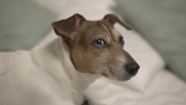 pretty dog with large brown eyes and funny ears lies on soft bed among white and green pillows looking at camera closeup