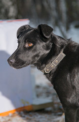 Homeless black dog in Siberia