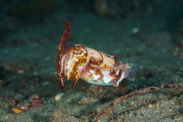 Cuttlefish