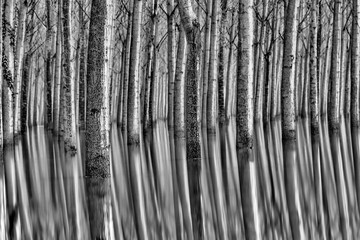 Inside the flooded forest (black and white photography)