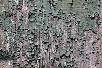 Background of shabby paint on the wooden door.