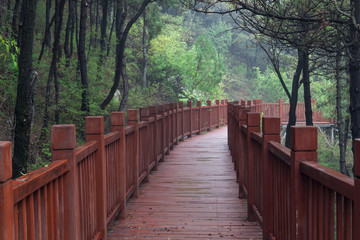 Fototapeta na wymiar A boardwalk made of red wood in a forest