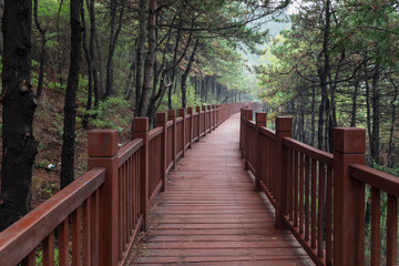 A boardwalk made of red wood in a forest