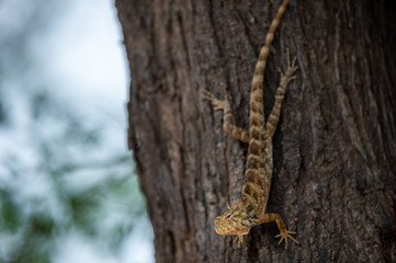 Common Garden Lizard or Oriental garden lizard or Calotes versicolor on tree trunk camouflaged