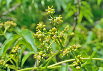 Blooming cork tree 7