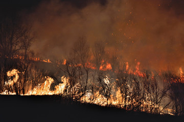 Forest fire 17
