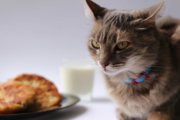 gray cat and homemade cakes
