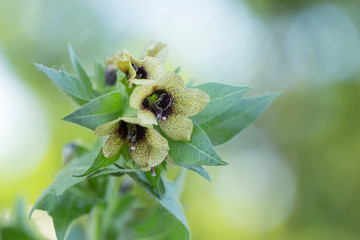 Hyoscyamus niger, commonly known as henbane, black henbane or stinking nightshade, is a poisonous plant in the family Solanaceae. flowers of Black henbane with blurred background.  - obrazy, fototapety, plakaty