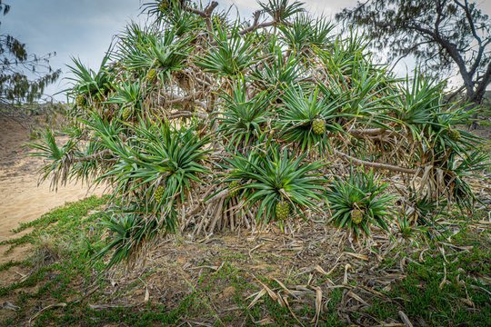 you fruits of the pandanus palm are hanging on a pandanus palm