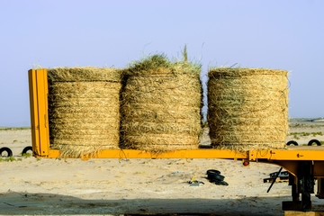 dry grass rolled up in the desert of Saudi Arabia 