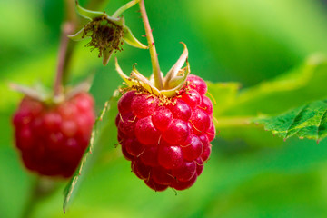Close up view of a ripe red raspberry fruit in a garden
