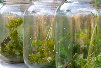 Glass jars with parsley branches inside.