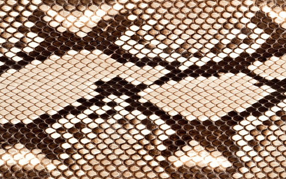 Snake skin