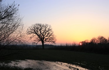 Fototapeta na wymiar frozen puddle on a field and bare oak tree in rural winter landscape