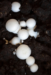 Button mushrooms in the ground