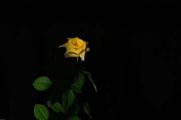 yellow rose flower with stem and leaves isolated on black background