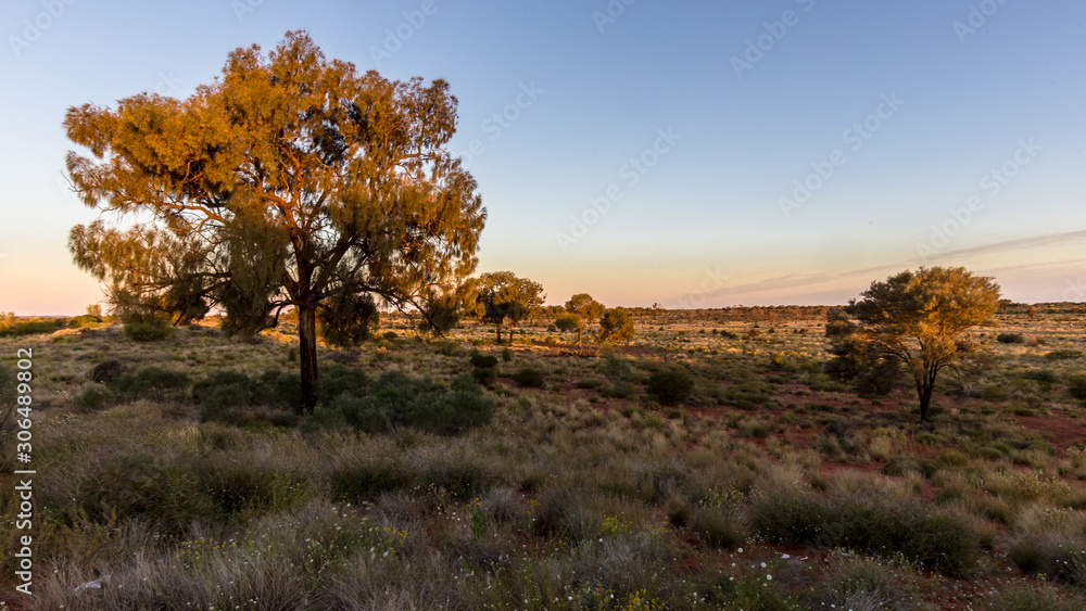 Canvas Prints Late evening on the Australian bush