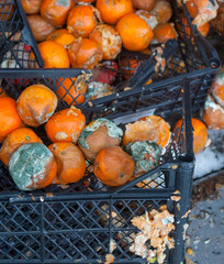 Rotten mandarin oranges on the landfill