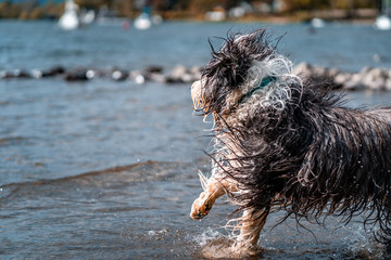 Wet dog brings back toy stick from the lake. Playing outdoors. The Bearded Collie, or Beardie, is a herd breed of dog only primarily by Scottish shepherds, a canine breed of British origin. 