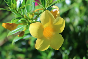 Obraz na płótnie Canvas yellow tropical flower