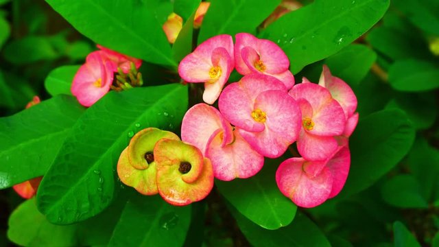 Beautiful Pink Euphorbia Milii flower in the nature