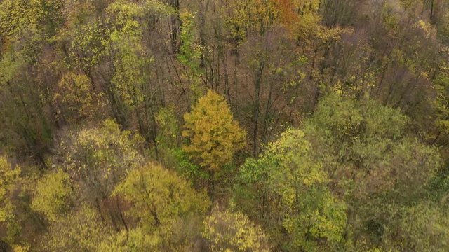 Fly over forest concept above trees in autumn season beautiful orange color and autumn trees areal landscape. Drone view above woodland.