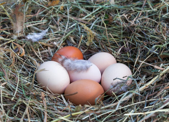 Hen's eggs in the hay nest