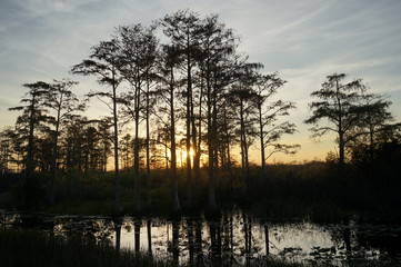 Plakat sunset in the swamp