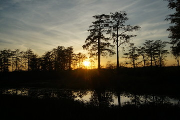 sunset in the swamp