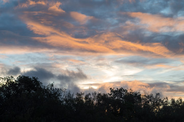 Beautiful colors and shapes in a sunset over black silhouetted trees