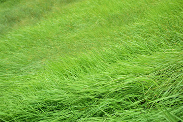 Fototapeta premium green field in nature