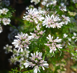Flowering coriander plant (Coriandrum sativum, Chinese parsley) with white pink flowers. Cilantro small flowers blooming in the herb garden. Closeup, selective focus, herbal background.