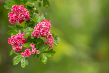 Branch of flowering hawthorn, cultivated double-flowered variety. Spring Flowers of the Double Pink Hawthorn in a Woodland Garden (Crataegus laevigata 'Rosea Flore Pleno'). 
