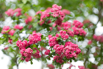 Branch of flowering hawthorn, cultivated double-flowered variety. Spring Flowers of the Double Pink Hawthorn in a Woodland Garden (Crataegus laevigata 'Rosea Flore Pleno'). 