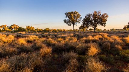 Late evening on the Australian bush © serge