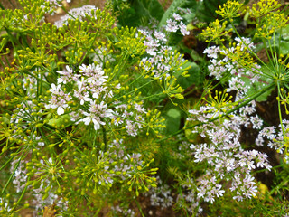 Flowering coriander plant (Coriandrum sativum, Chinese parsley) with white pink flowers. Cilantro small flowers blooming in the herb garden. Closeup, selective focus, herbal background.