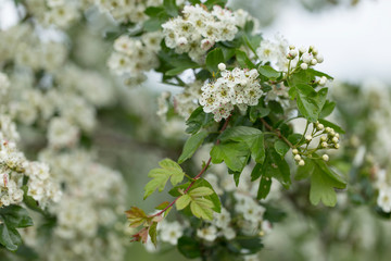Branch of flowering hawthorn, cultivated double-flowered variety. Spring Flowers of the Double Pink Hawthorn in a Woodland Garden (Crataegus laevigata 'Rosea Flore Pleno'). 
