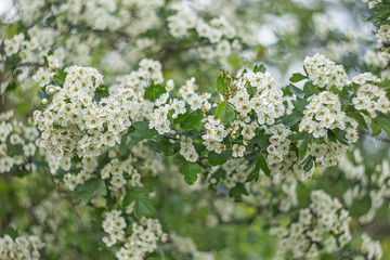 Branch of flowering hawthorn, cultivated double-flowered variety. Spring Flowers of the Double Pink Hawthorn in a Woodland Garden (Crataegus laevigata 'Rosea Flore Pleno'). 