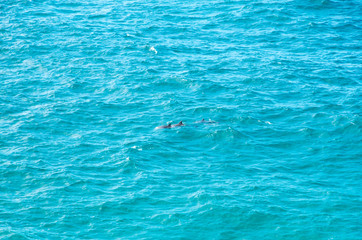 Pod of bottlenose dolphins swimming