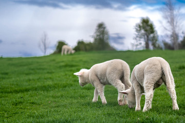 Obraz na płótnie Canvas Flock Of Sheep In Green Pasture