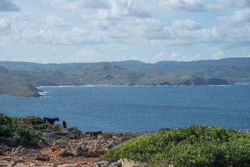 Côte rocheuse et chèvres, à proximité du cap et du phare de Cavallería, Minorque, îles Baléares