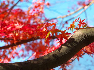 Tokyo,Japan-November 29, 2019: Beautiful Colorful autumn leaves or Acer palmatum observed in Tokyo