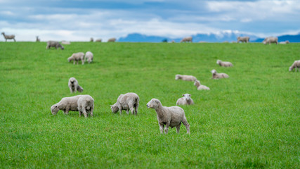 Fototapeta na wymiar Flock Of Sheep In Agricultural Farm