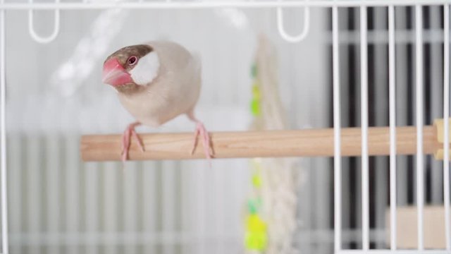 Java sparrow